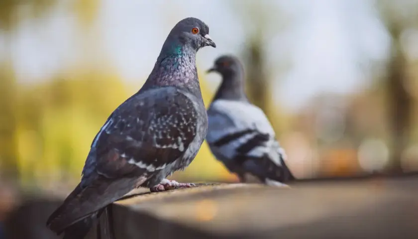 Dwa gołębie siedzą na murku. Jeden z nich, z opalizującą szyją, spogląda w bok. Może zastanawia się, jakiego zapachu nie lubią gołębie, by trzymać się z daleka od nieprzyjemnych aromatów.