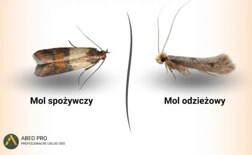 Mole spożywcze czy ubraniowe? Jak je odróżnić i usunąć